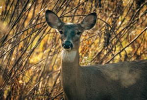Nature Conservancy of Canada expands their efforts in Southwest