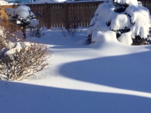 Gardener's Notebook: Wrap cedars before first hard frost