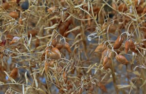 Canada needs strong global lentil demand in 2025-26