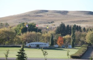 Peak Dot Ranch marks decades of family ranching in Wood Mountain