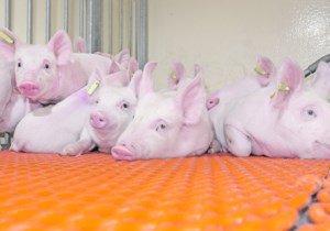 Some U.S. processors shun Canadian pigs ahead of country of origin labelling enforcement