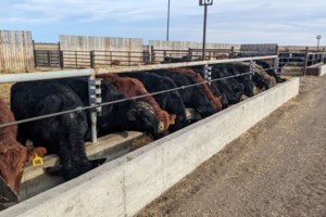 Canada's beef industry receives access to DNA testing and analysis services from USask