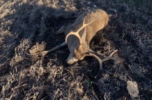 Conservation officers investigating after mule deer illegally shot
