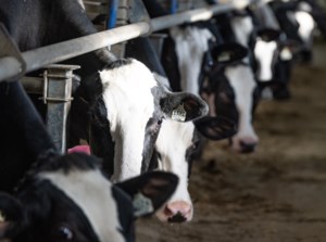 B.C. dairy milk testers on strike, call for fair mileage compensation: union