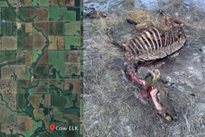 Elk left to waste near Garrick