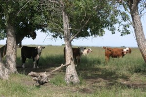 North American cattle supply expected to dip