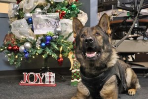 Prince Albert & Saskatoon K9s strike a pose for 2026 calendar