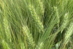 Saudis return to Canadian barley