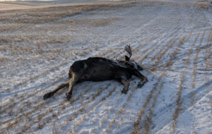Moose left to waste near Prud’homme, investigation underway