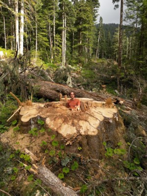 Why was ‘incredible’ giant cedar cut down, despite B.C.’s big-tree protection law?