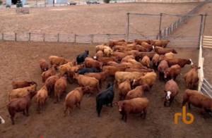 British Columbia ranches owned by Saskatchewan farm for sale