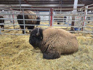 Reasons for optimism among bison producers