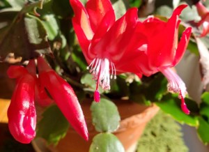 Grow Your Own Future: Easter, Thanksgiving and Christmas cacti