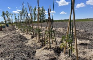 Indigenous initiative targets solid foundation