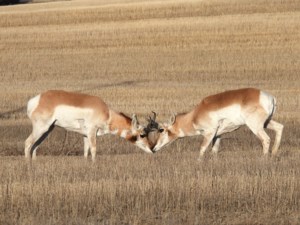 Sask. researchers study pronghorn antelope migration patterns