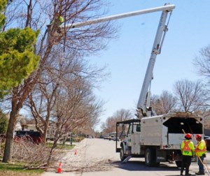 Gardener's Notebook: A willow that 'self-prunes'