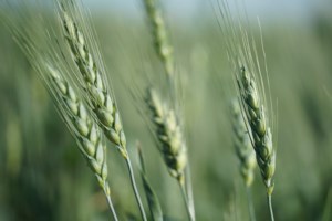 SaskOrganics call closure of research program "counterproductive"