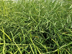 Canola crush capacity use back to normal