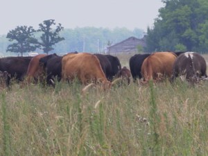 Cattle price outlook remains bullish