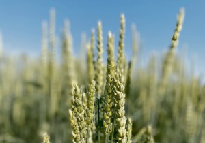 Researchers inch closer to nitrogen-fixing wheat