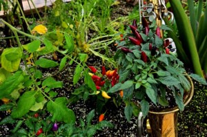 Grow Your Own Future: Holiday plants brighten the season