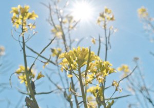 Want more canola bushels? Join a local research network