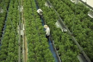 Canopy Growth signs deal to buy MTL Cannabis in agreement valued at $125M