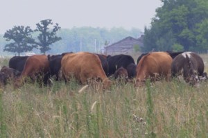 New World screwworm little match for Canadian cold