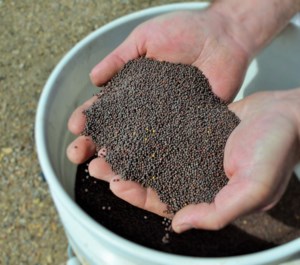 Mixed outlook for canola and pulses