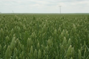Large supply of canaryseed may put pressure on prices, analyst warns