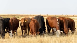 Moose Creek Red Angus preparing for upcoming dispersal sale