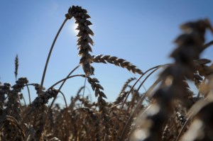 Analyst has a positive outlook for wheat