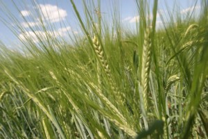 Malt barley crop called exceptional