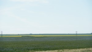 Hursh: larger crop pressuring prices