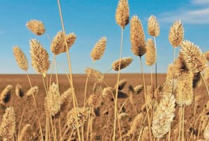 Burdensome supply weighs on canaryseed prices