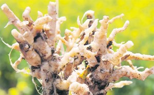 Canola’s clubroot success story