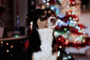 Can your dog eat Christmas dinner? The holiday foods pets can and can’t have