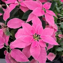 Winter! Try to follow the Twelve Nights of Yule.