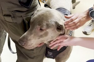 Four paws, big hearts: K-9 teams bring smiles to hospital kids