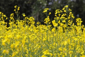Canola carryout problem requires policy changes