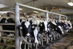 Opinion: Why is Canada paying for dairy ‘losses’ during a boom?
