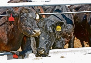 Rural municipality retracts news release about Monette Farms