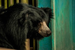 Offences result in $12,000 in fines and hunting suspensions