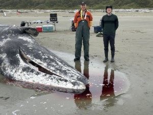 For B.C. whale coroner, a gruesome duty to ‘revered’ animals approached with humility