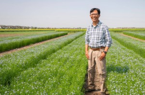 Flax’s heat intolerance targeted