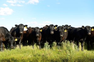Saskatchewan startup to pilot cattle tags using “Emotional A.I.”