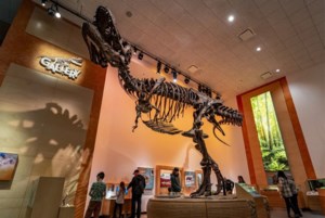 School’s out — and the RSM is in with drop-in fun for all ages