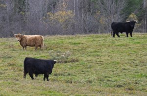 P.E.I. researchers look at how cow poop can strengthen soil, reduce emissions