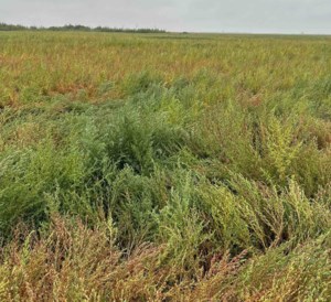 Farmers face new challenge as group 14-resistant kochia spreads across western Canada