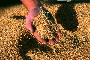 Strong finish for wheat exports